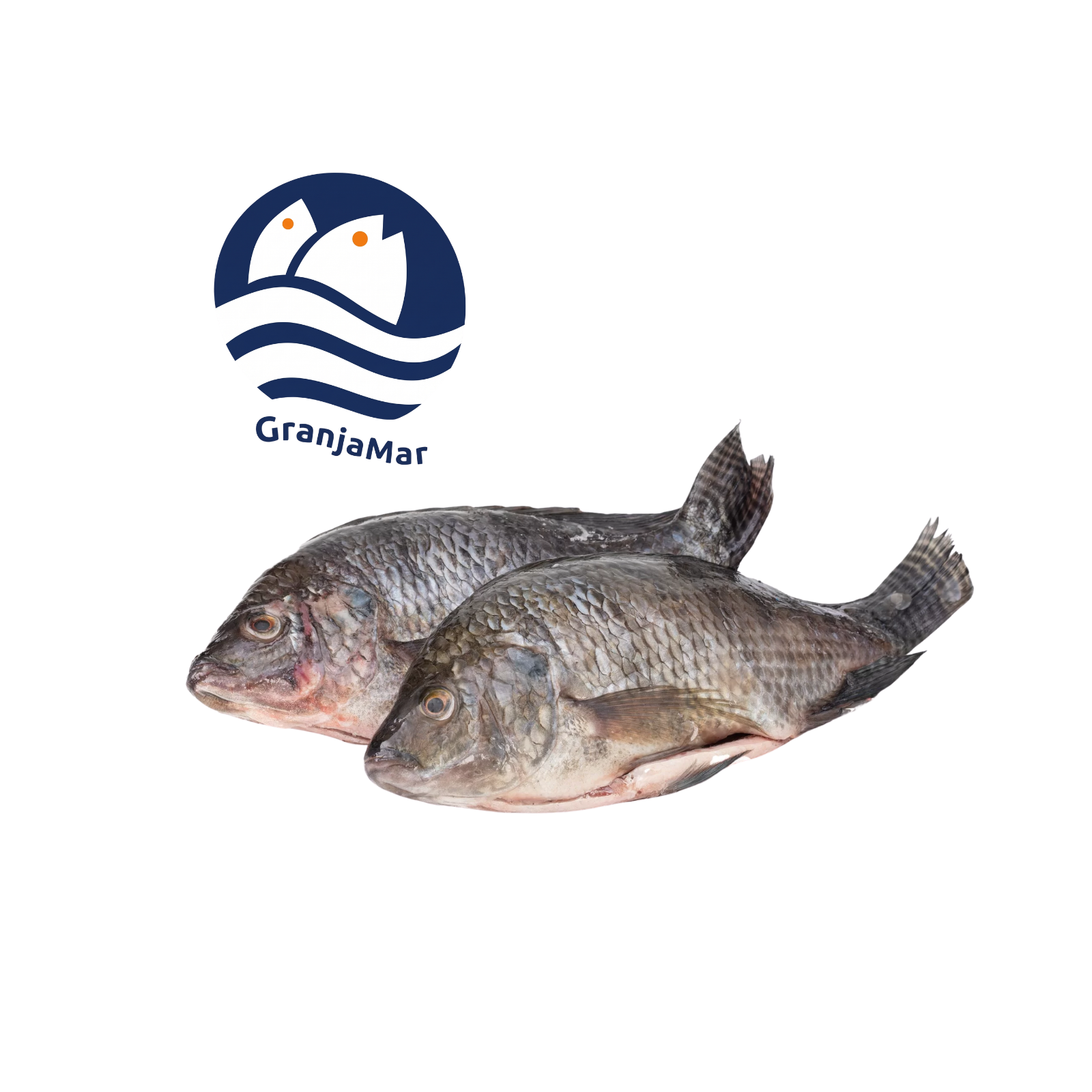 MOJARRA ENTERA GRANJAMAR 40LB
