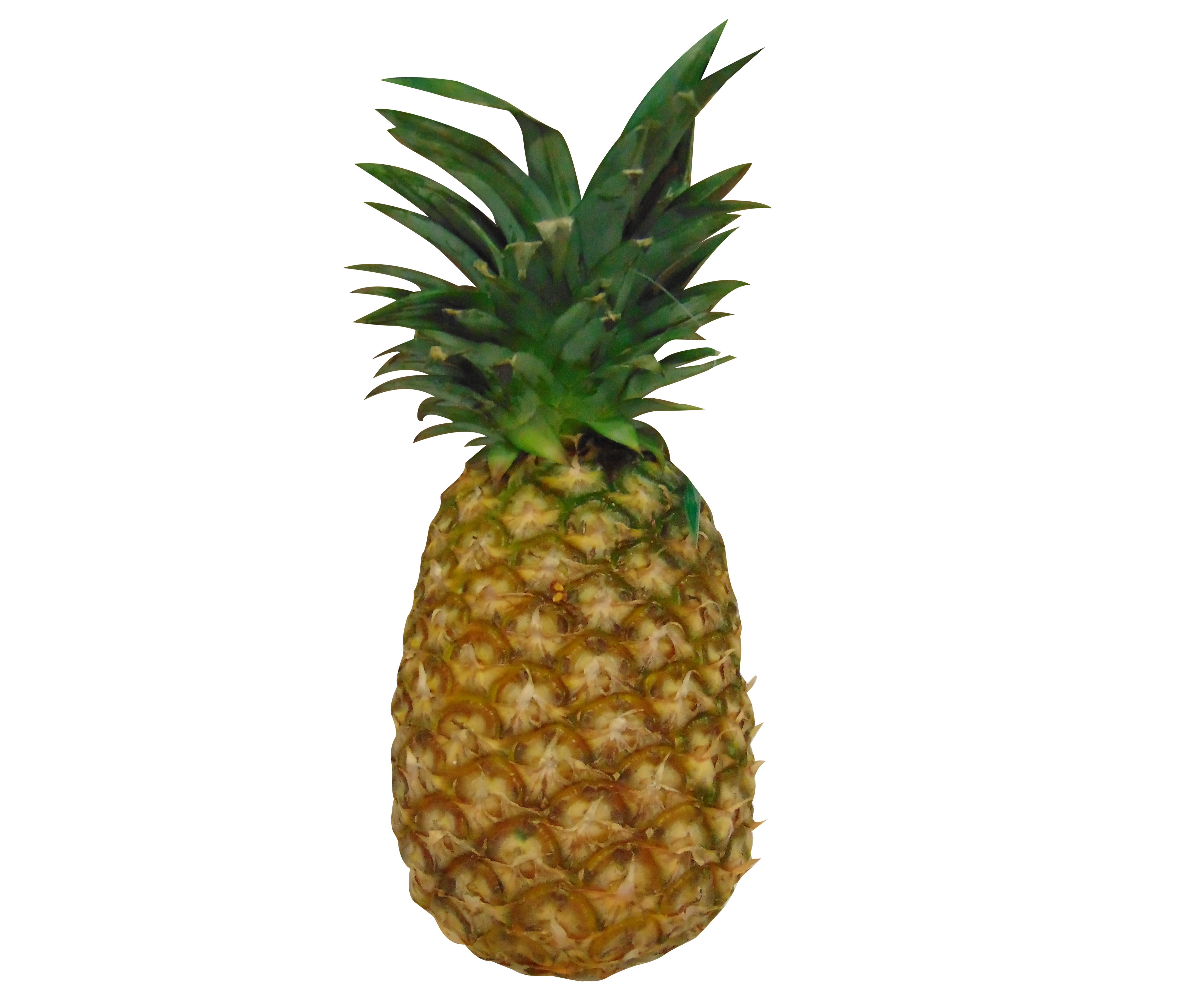PIÑA KG.