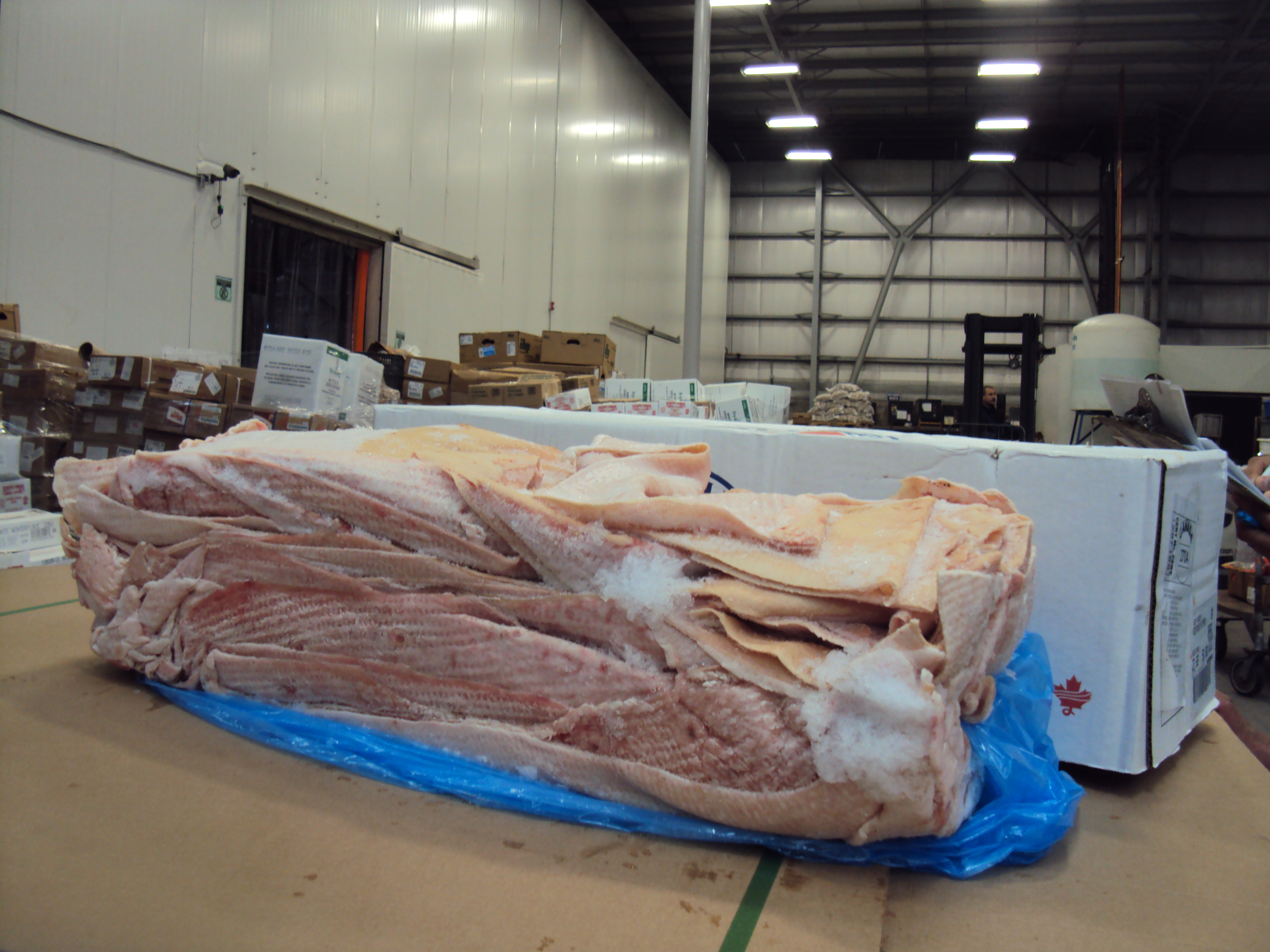 CUERO DE PUERCO DE PANZA OLYMEL 50 LB